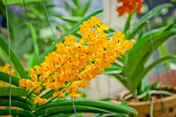 Thai orchid från jordbruk rättvist, nakhonratchasima, thailand — Stockfoto
