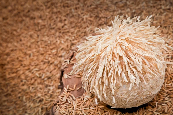Paddy abstract — Stock Photo, Image