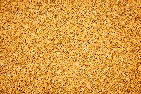 Dojrzałe ryż żółty jasmin — Zdjęcie stockowe