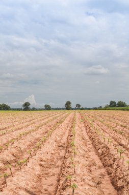 casava tarafından nakhonratcha kırsal alanda erken büyüme