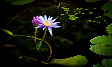 Water lilly of Thailand clipart