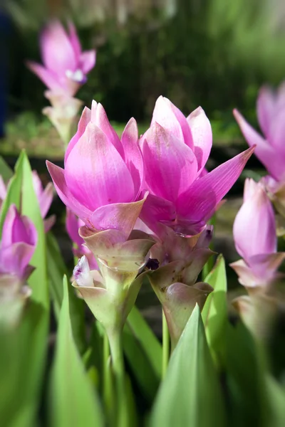 stock image Purple flower green leaves