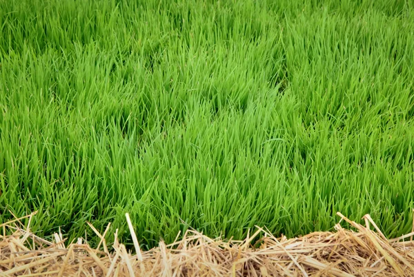 Jeune riz paddy avec paille au premier plan — Photo