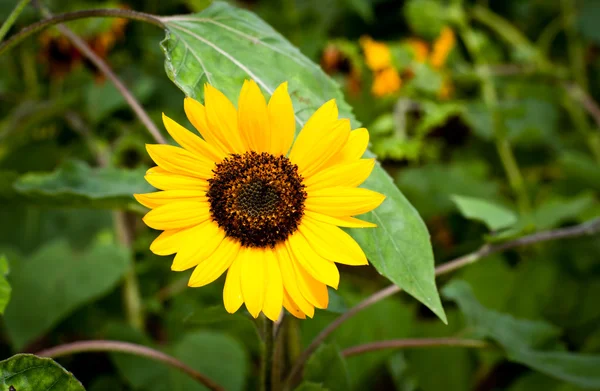 stock image Sunflowers or 