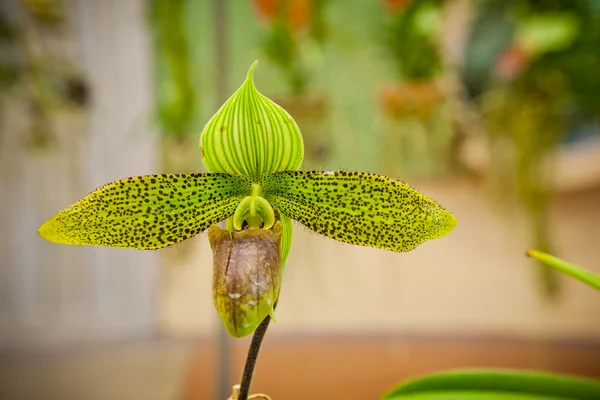 Orquídea tailandesa da feira de agricultura, Nakhonratchasima, Tailândia — Fotografia de Stock