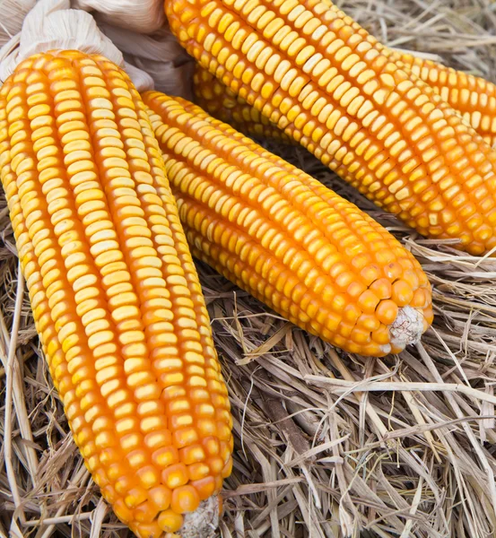 Stock image Dry yellow corn on straw background