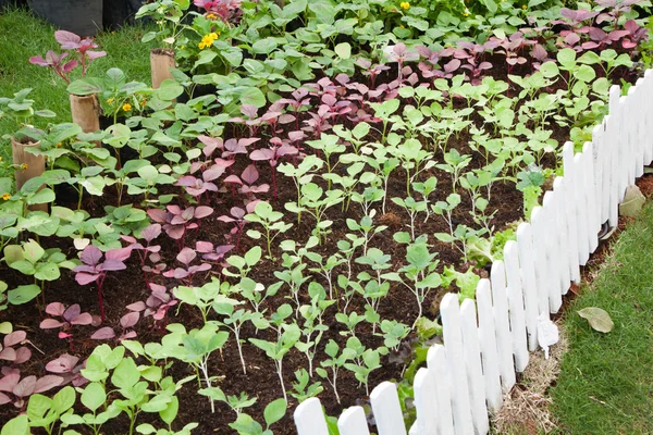 Mini groenten tuin tonen — Stockfoto