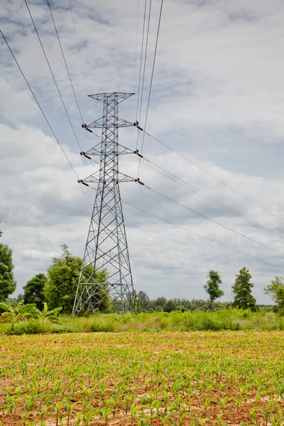 Электрическая линия на кукурузном поле — стоковое фото