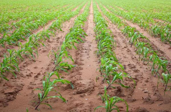 Cedo crescer feild milho após a chuva — Fotografia de Stock