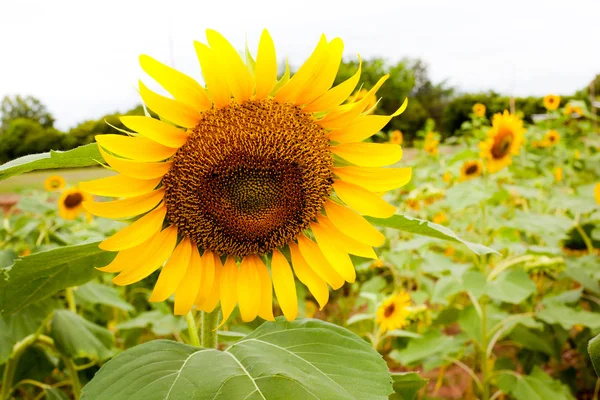 stock image Sunflowers or 