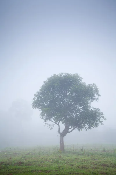 Baum im Dunst — Stockfoto