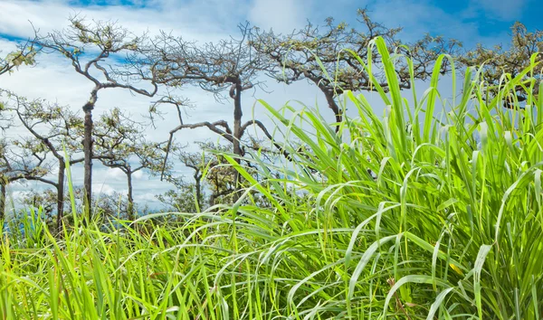 Тропический лес с зеленой травой на переднем плане — стоковое фото