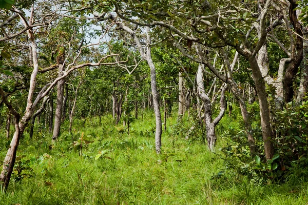 Тропический лес с зеленой травой — стоковое фото