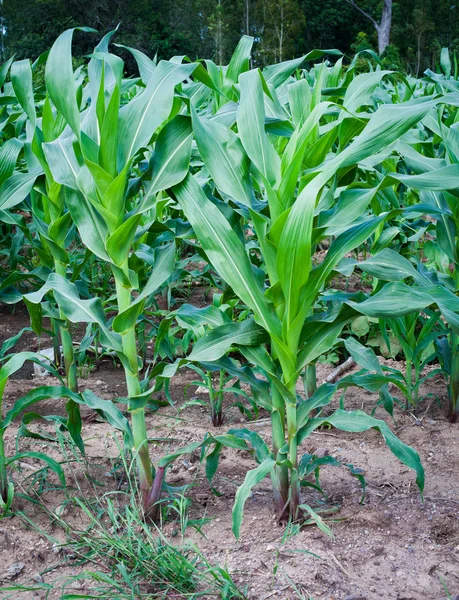 Cedo crescer campo de milho após a chuva — Fotografia de Stock