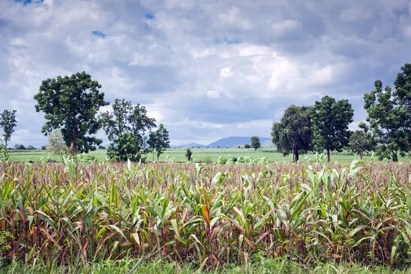 Кукурузное поле Таиланда — стоковое фото