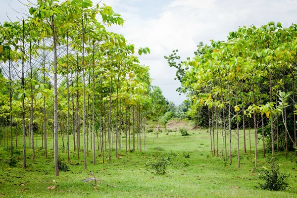 Teak träd i en jord skog i ljusa afternoon sunligh — Stockfoto