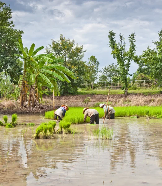 Agricultores tailandeses — Foto de Stock