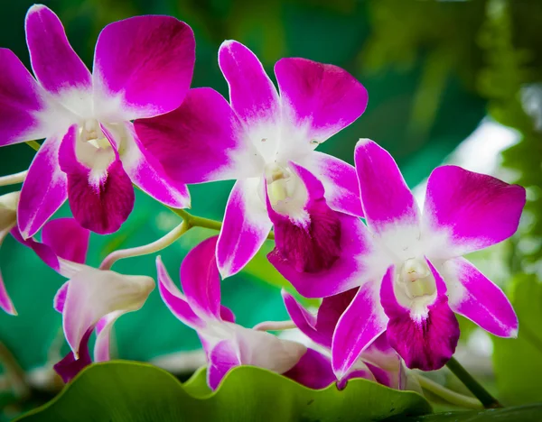 Flor de orquídea roxa — Fotografia de Stock