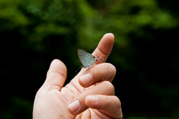 stock image Butterfly on finger