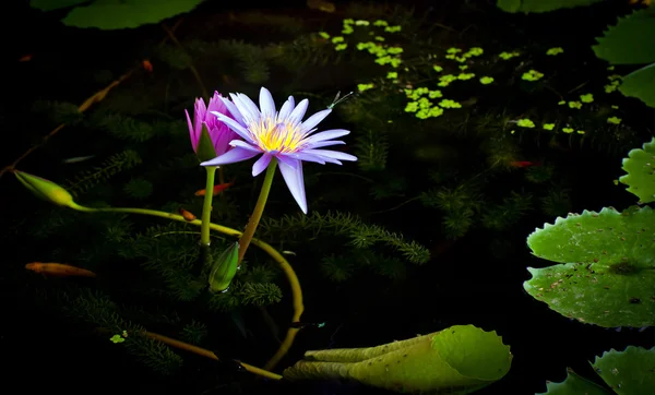 Водяная лилия Таиланда — стоковое фото