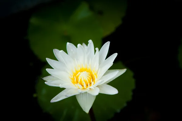 Water lilly or Thailand