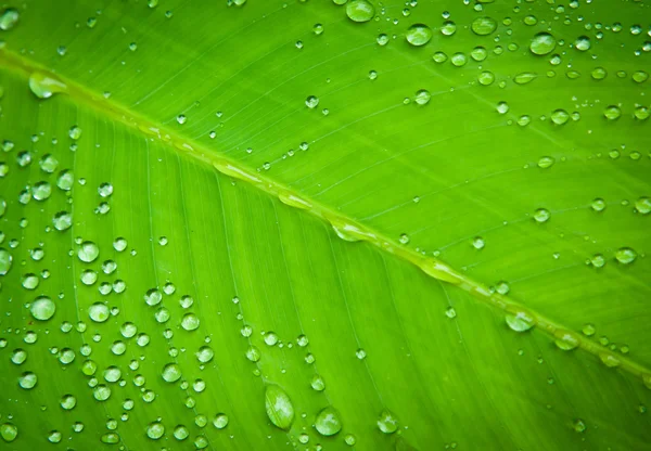 stock image Green leaf with water droplets