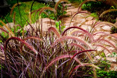 Purple grass spikelet clipart