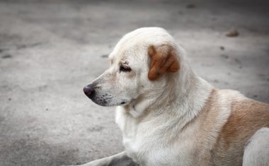 Bekleyen köpek portresi