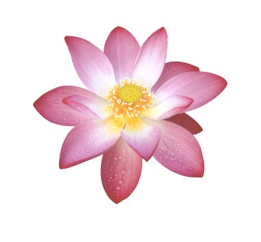 Lotus aquatic flora isolated on white clipart