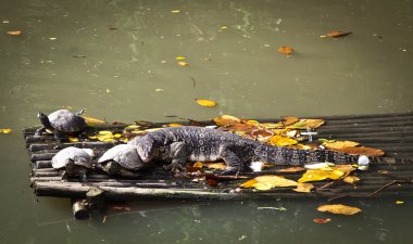 Şeritli monitör kertenkele (varanus salvator) ve üç kaplumbağalar