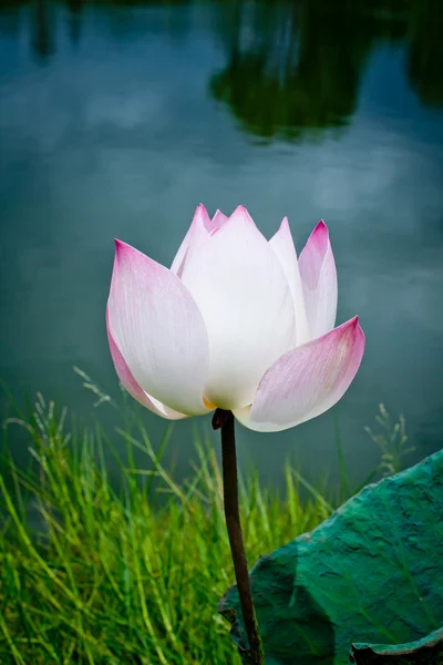 Flora acquatica del loto su fondo sfocato naturale — Foto Stock
