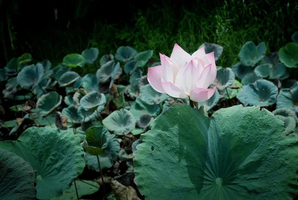 Υδρόβια χλωρίδα Lotus για φυσικό θάμπωμα φόντου — Φωτογραφία Αρχείου