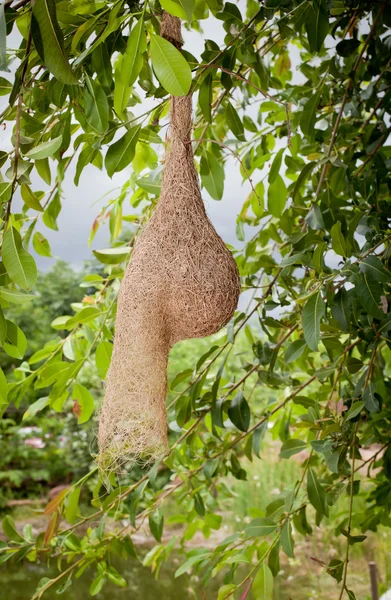 Tkackie gniazdo ptaków na gałęzi drzewa — Zdjęcie stockowe