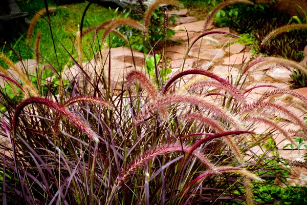 Колоска пурпурної трави — стокове фото