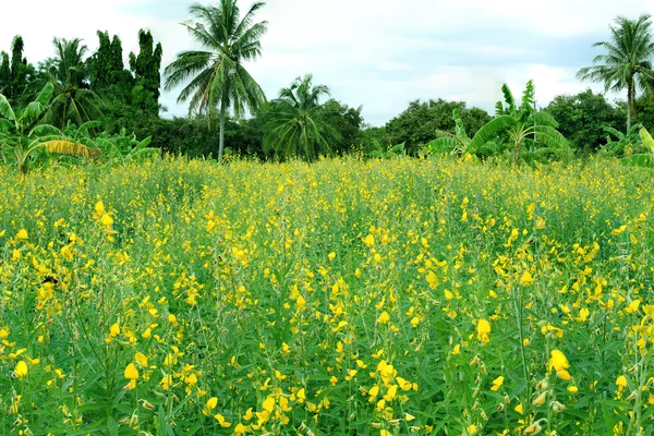 Yellow flower of sesame plants in research field at Nakhonratcha — Stock Photo, Image