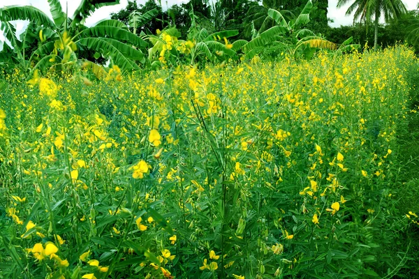 Flor amarela de plantas de gergelim no campo de pesquisa em Nakhonratcha — Fotografia de Stock
