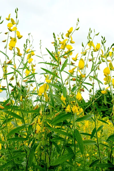 Flor de plantas de gergelim florescer no campo da estação de pesquisa, Nakhon — Fotografia de Stock