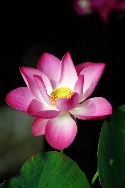 Lotus akvatisk flora på sløret baggrund - Stock-foto