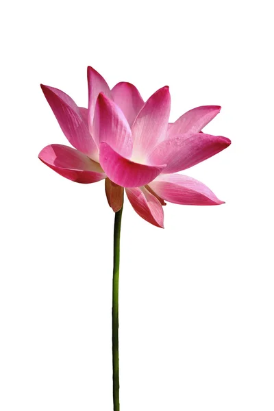 Lotus akvatisk flora blomstre isoleret på hvid med arbejde stier - Stock-foto