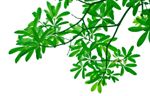 stock image Green leaves and branches on white background