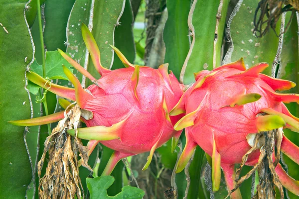 Röd mogen dragon frukt i forskningsstation, nakhonratchasima, thai — Stockfoto