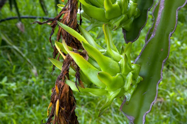 Young dragon fruit in research station,Nakhonratchasima,Thailand — Stock Photo, Image