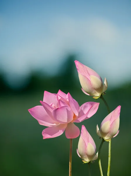 Lotus υδατικής χλωρίδας — Φωτογραφία Αρχείου
