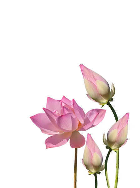 Lotus akvatisk flora - Stock-foto