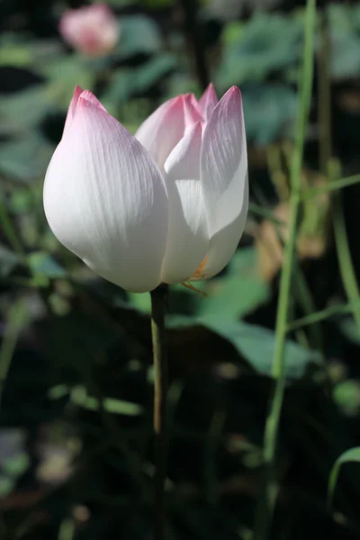 로터스 꽃 — 스톡 사진
