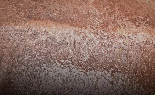 Texture of wet hippo skin — Stock Photo, Image