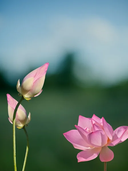 Lotus υδατικής χλωρίδας — Φωτογραφία Αρχείου