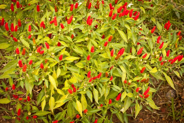 Chili czerwony krzew — Zdjęcie stockowe
