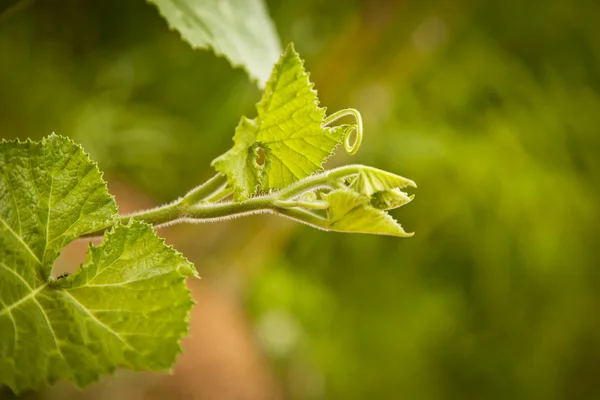 stock image Pumpkin leaves and vine