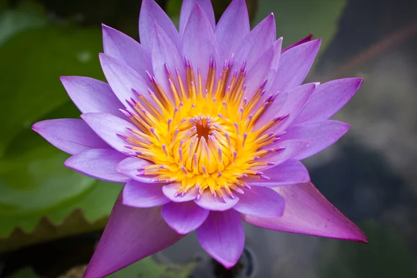 Water lilly or Thailand — Stock Photo, Image